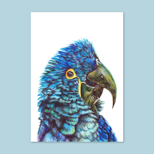 "Blauer Papagei"