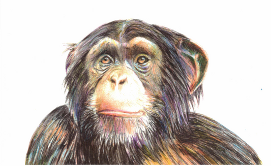 Fine Art Print "Affe"