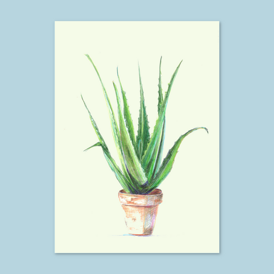 "Aloe Vera"