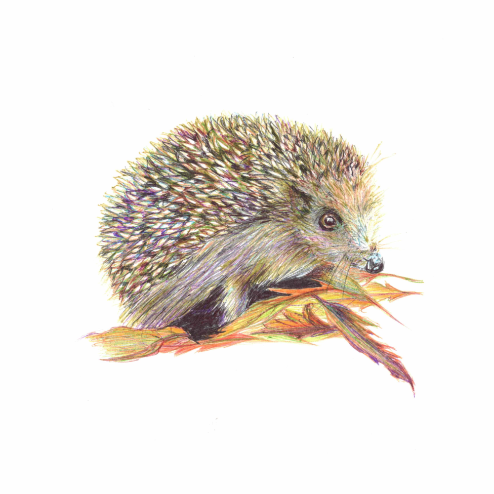 Fine Art Print "Igel im Laub"