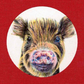 Deko-Sticker "Frischling"
